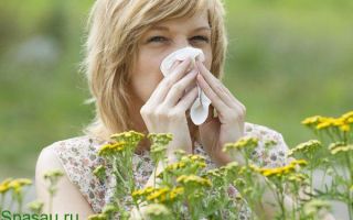 Аллергия на амброзию. Лечение взрослых и детей народными средствами
