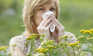 Аллергия на амброзию. Лечение взрослых и детей народными средствами